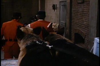 German Shephers attack lizards