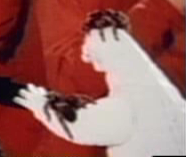 Godzilla at the wedding